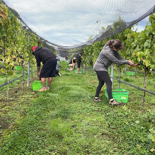 People working in a vineyard with green buckets and grapevines.