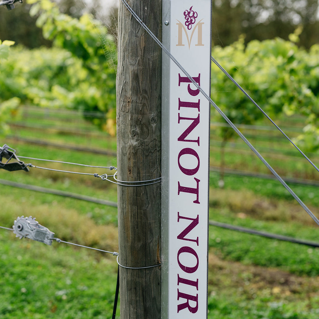 image Pinot Noir 2023