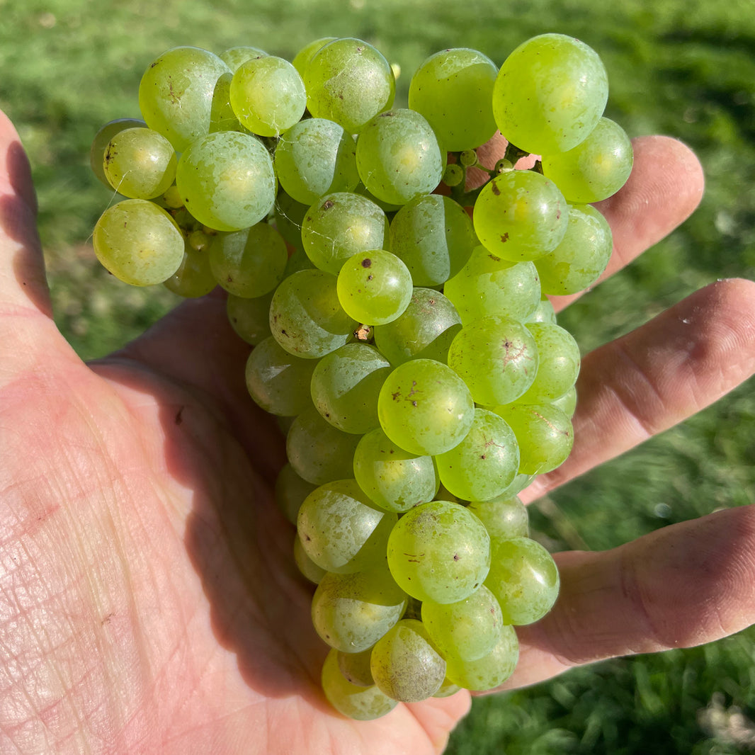 image Chardonnay 2024