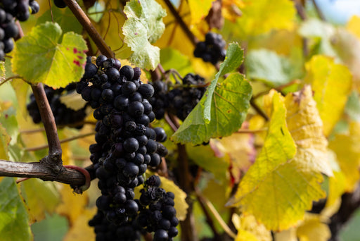 Pinot Noir 2023
