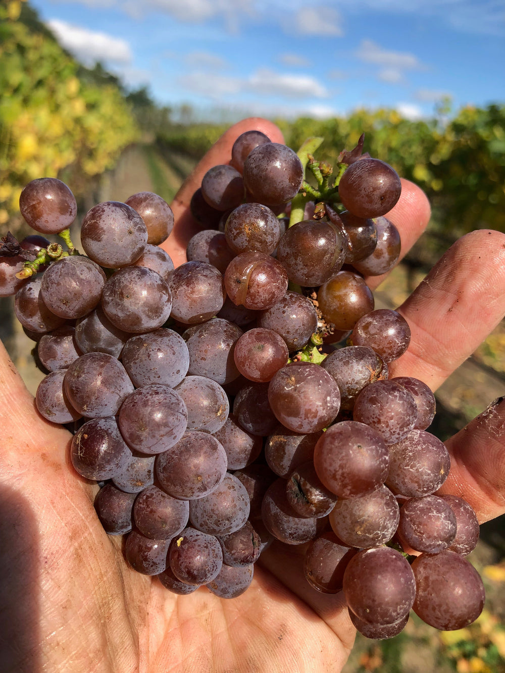 Pinot Gris 2018