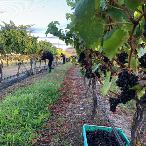 Pinot Noir 2023